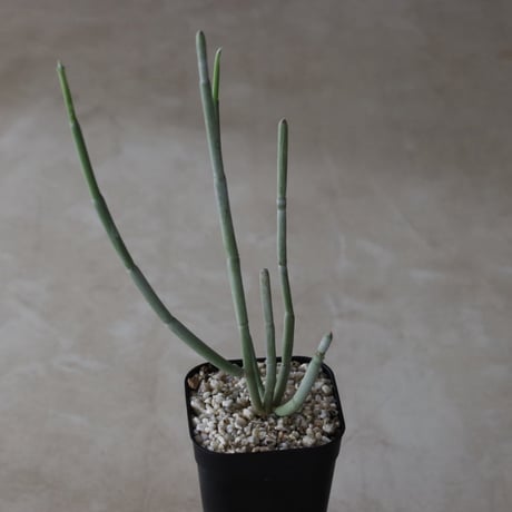 【tres】Cynanchum arabicum (3号)  no.816/49