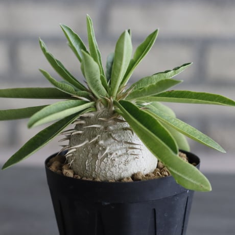Pachypodium enigmaticum (3号鉢)  no.705/130