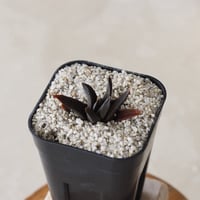 【tres】Haworthiopsis scabra 'johanii' (3号)  no.816/13