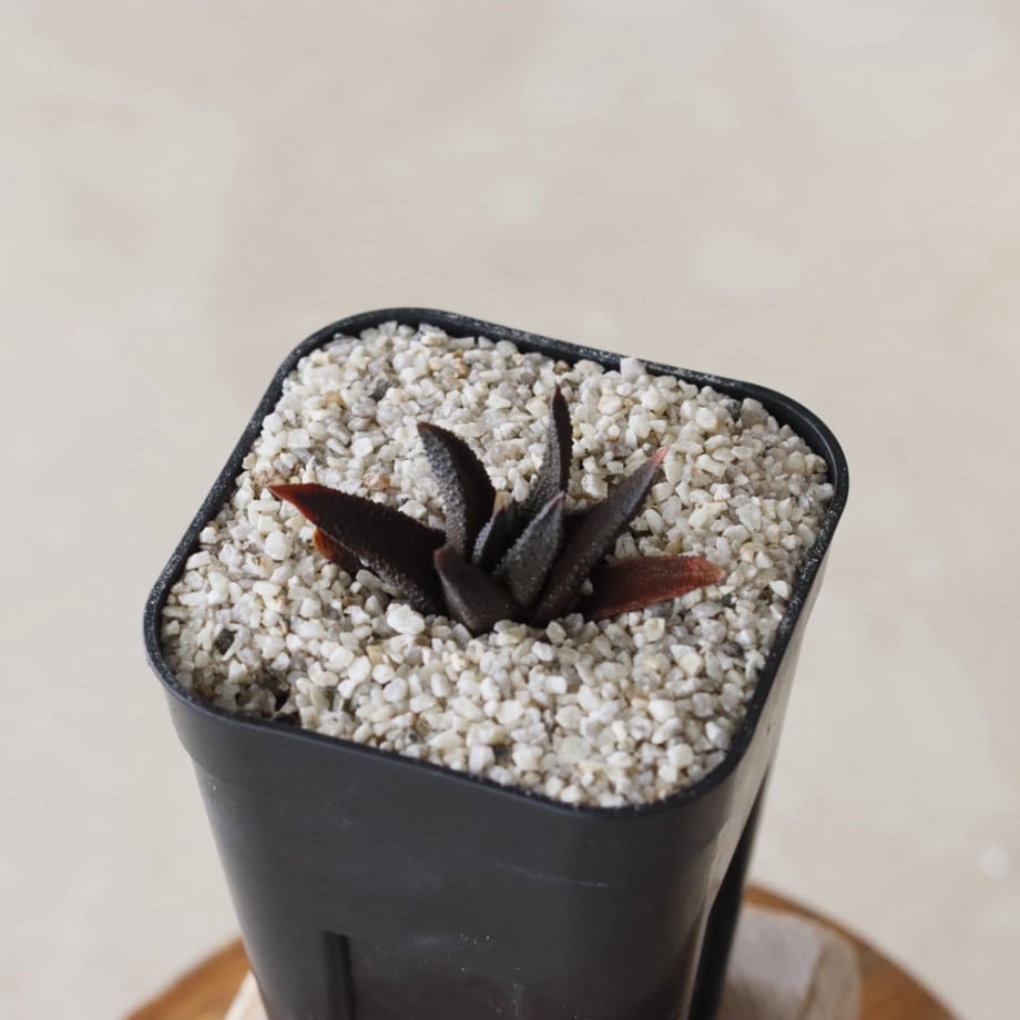 6a8039c43f7c4d413f401e05