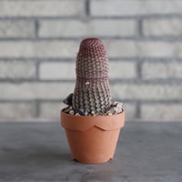 Echinocereus 紫太陽 × YAMABACHI (3号)  no.906/52