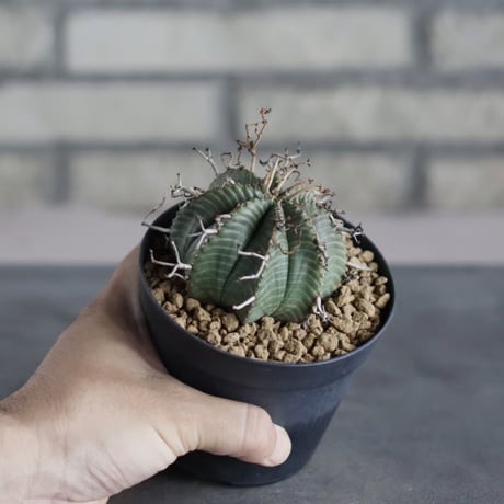 Euphorbia valida (雌) (3.5号鉢)  no.719/161
