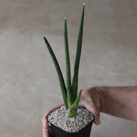 【tres】Sansevieria erythracae (3号)  no.816/48