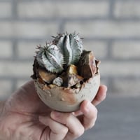 Euphorbia horrida × TAKERO NO TORUKO (3号)  no.1004/106