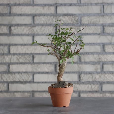 Bursera fagaroides × YAMABACHI (3号)  no.906/16