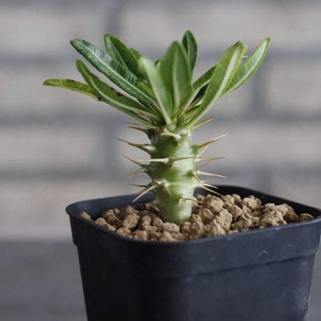 Pachypodium ambongense (3号鉢)  no.705/135