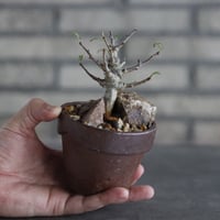 Boswellia neglecta Mutha × YAMABACHI var.六本芽 (3号)   no.927/62