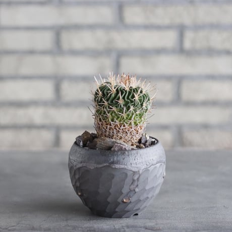 Echinofossulocactus kellerianus (剣恋玉) × N/OH (3.5号) no.1004/95