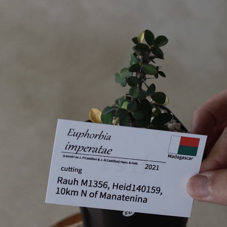 【tres】Euphorbia imperatae (3号)  no.816/50