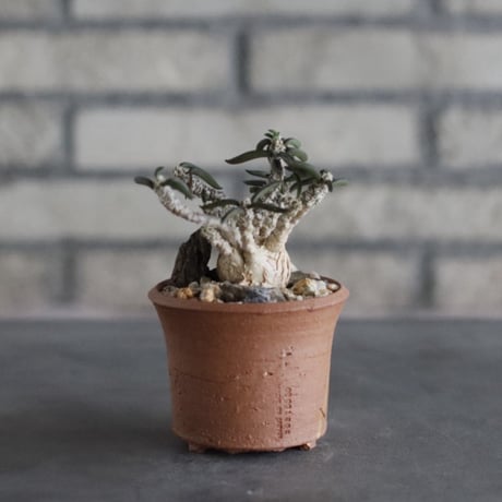 Euphorbia cylindrifolia × N/OH (2.5号)  no.906/54