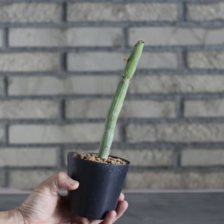 Monadenium ellenbeckii (3号)  no.719/144