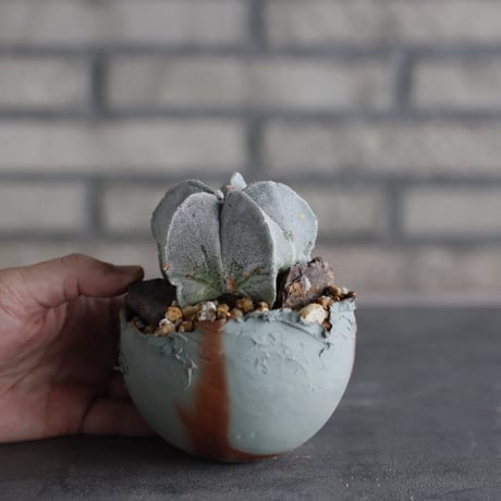 Astrophytum strongylogonum × takero pot (3.5号)  no.920/34