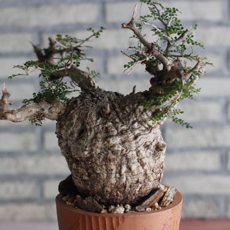 Operculicarya pachypus × N/OH (6号)  no.920/2