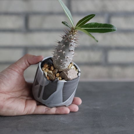 Pachypodium cactipes × N/OH (3号)  no.920/46