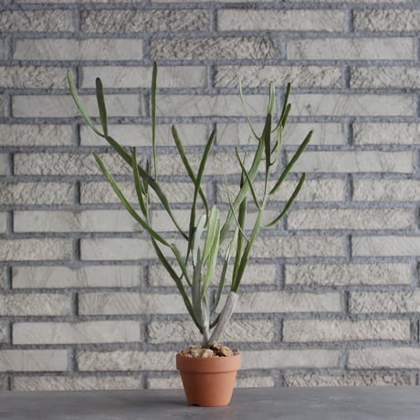 Euphorbia  enterophora × YAMABACHI (3号) no.1004/111