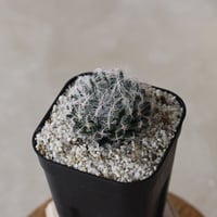 【tres】Haworthia arachnoidea var. setata 'candidá' (3号)  no.816/16