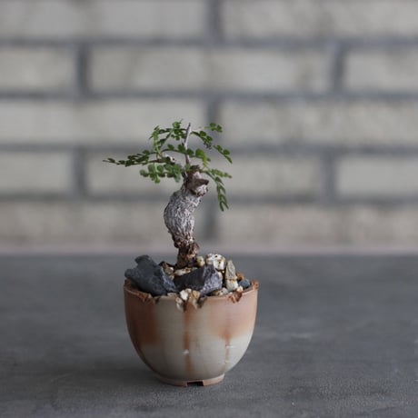Operculicarya pachypus × takero pot (2.5号)  no.920/43