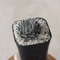 【tres】Haworthia arachnoidea var. nigricans (3号)  no.816/15