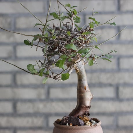 Commiphora wightii × N/OH (3.5号)  no.920/7