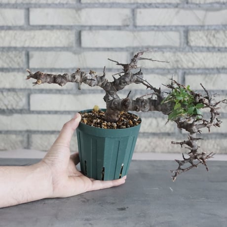 Commiphora sp. Eyl (4号)   no.830/49