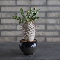 【The One】Pachypodium namaquanum (光堂) × 安西岳郎 / 中川智治 (3号)  no.823/11