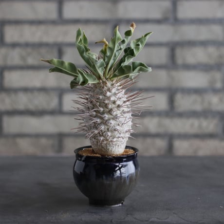 【The One】Pachypodium namaquanum (光堂) × 安西岳郎 / 中川智治 (3号)  no.823/11