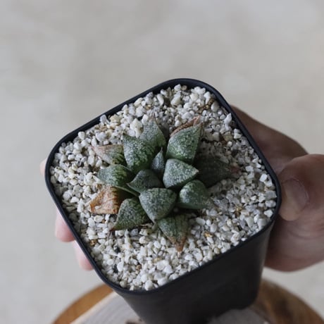 【tres】Haworthia picta (3号)  no.816/3