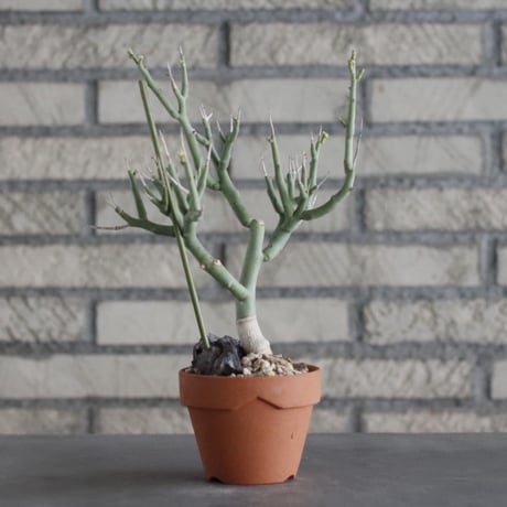Euphorbia lignosa × YAMABACHI (3号)  no.906/24