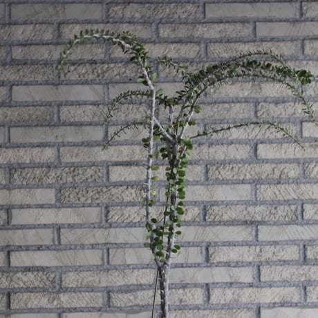 commiphora humbertii × N/OH (6.5号)  no.926/49
