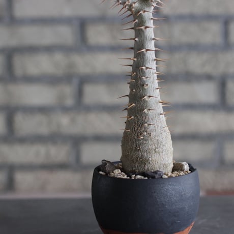 Pachypodium cactipes × N/OH (3.5号)  no.920/10
