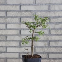Bursera aptera (4号)  no.830/48