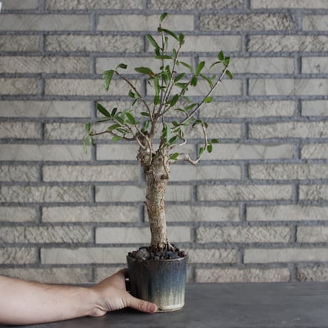 【芽の巣山】Commiphora lamii × 安西岳郎 / 中川智治 (4号)  no.823/2