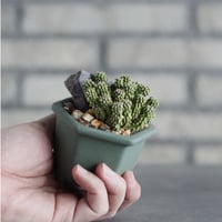 Euphorbia sepultap × nos pot (2.5号)  no.1004/141