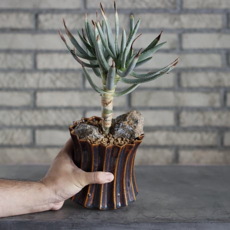 Aloidendron ramosissima × soso (4号鉢)  no.719/43