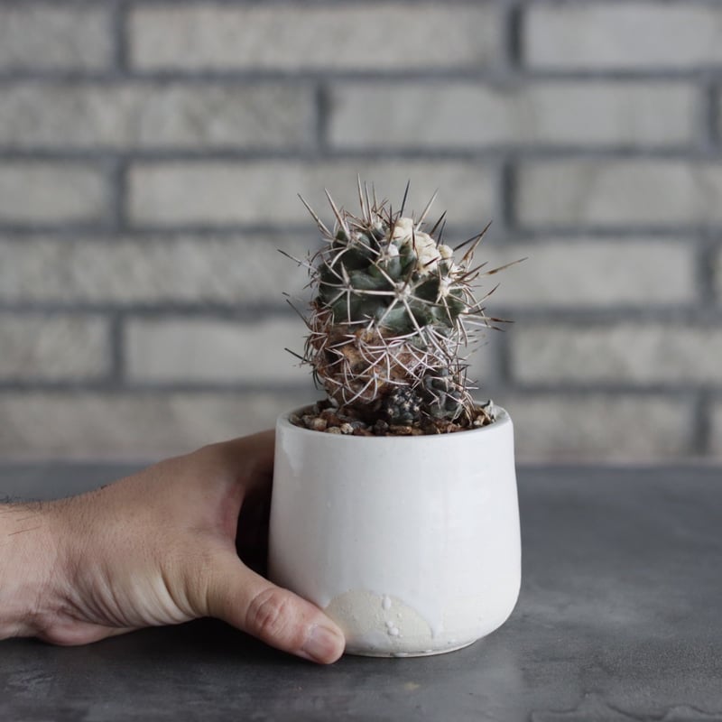 Copiapoa Carizalensis × N/OH (3号) no.712/10 |
