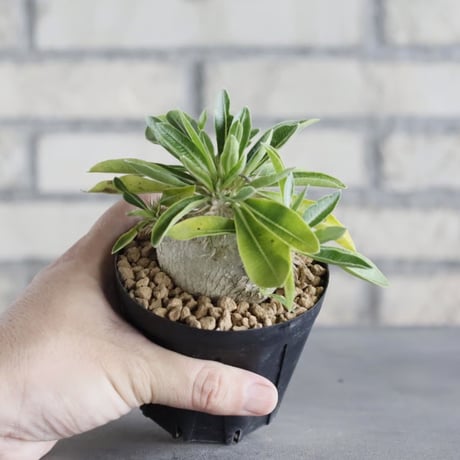Pachypodium enigmaticum (3号鉢)  no.705/131