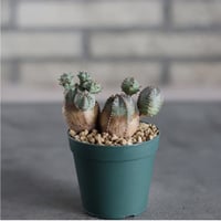 Euphorbia obesa (2.5号鉢)  no.719/167