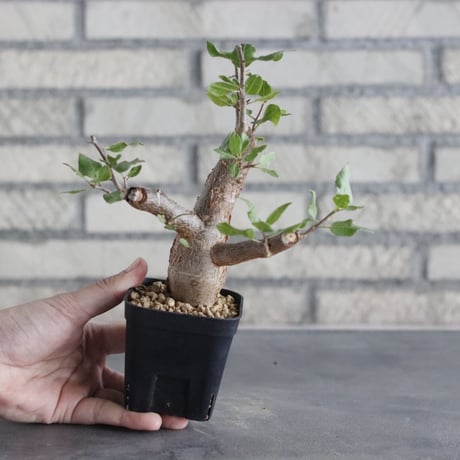 Bursera schlectendalii (3号鉢)  no.705/98