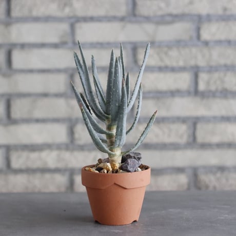 Aloe dichotoma × YAMABACHI(3号)  no.1004/114