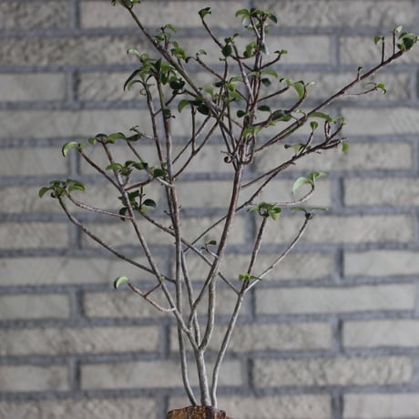 Euphorbia geroldii (花キリン) × N/OH (3.5号)  no.920/3