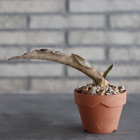 Sansevieria Kirkii var. pulchra × YAMABACHI (3号)  no.906/40