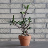 Euphorbia hybrid 'WineRed' × YAMABACHI (3号)  no.906/21