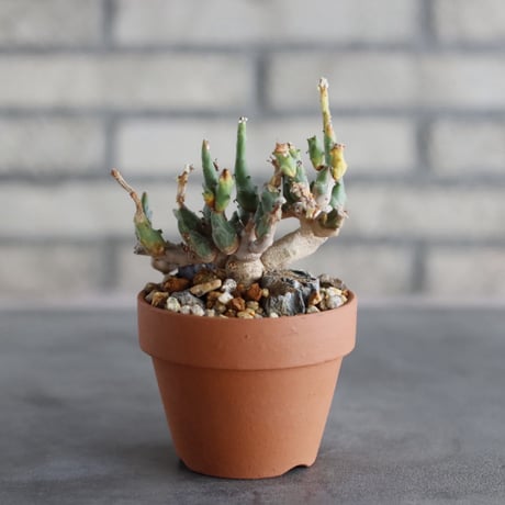 Euphorbia ornithopus (鳥足麒麟) × YAMABACHI (3号)  no.913/80