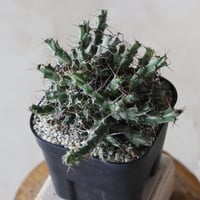 【tres】Euphorbia marsabitensis (3.5号)  no.816/33