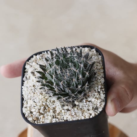 【tres】Haworthia arachnoidea var. nigricans (3号)  no.816/15