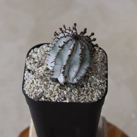 【tres】Euphorbia polygona var. nivea 'SnowFlake' (3号)  no.816/22