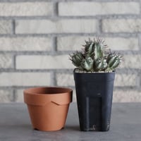 Euphorbia horrida (2.5号) ＋YAMABACHI  no.830/19