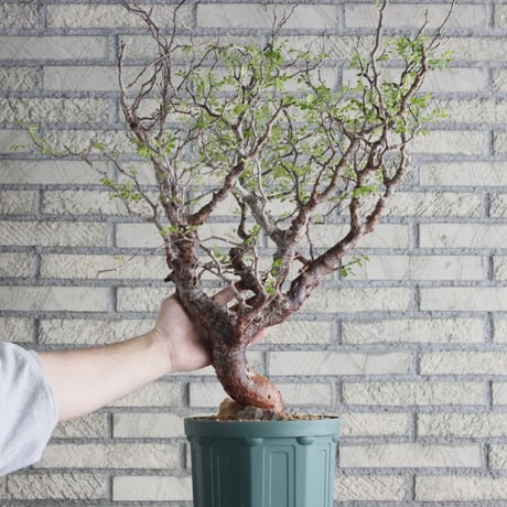 Commiphora monstrosa (6.5号鉢)  no.705/87