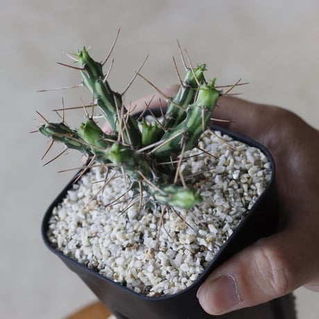 【tres】Euphorbia actinoclada (3号)  no.816/31