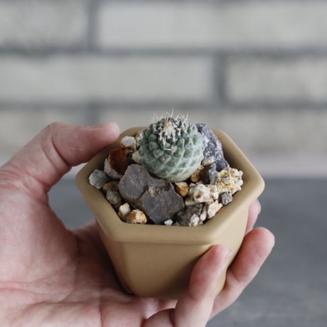 Strombocactus disciformis (菊水) × nos pot (2号)  no.712/36
